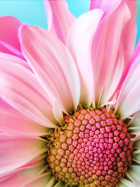 flower, nature, flora, petal, beautiful nature, summer, daisy, pink, macro, hd wallpaper, beautiful flowers, nature wallpaper, pink nature, pink flower, flower wallpaper, nature background, pink summer, pink wallpaper, flower background, pink natural