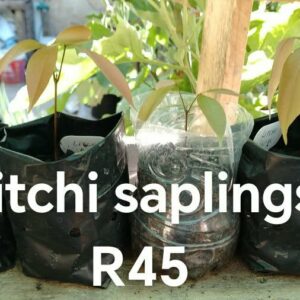 6 litchi seeds already sprouting copy