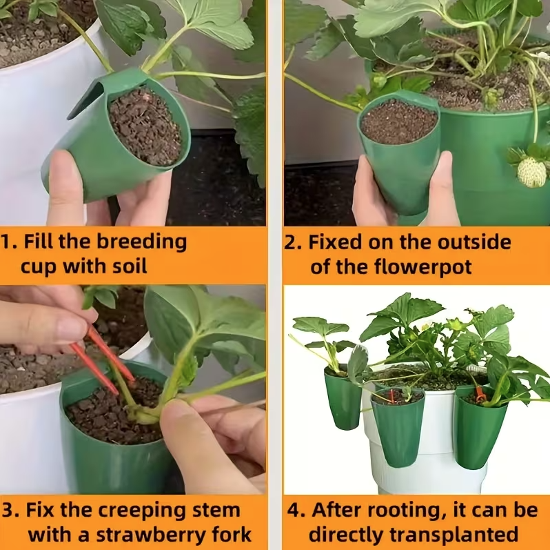 strawberry propagation cups strawberry propagation cups