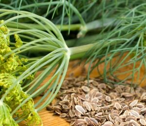 dill seeds